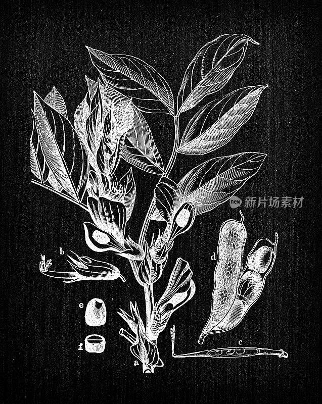 植物学植物仿古雕刻插画:Vicia faba(蚕豆、蚕豆)